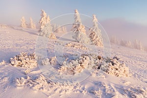 At 10,492 feet high, Mt Jefferson is Oregon`s second tallest mountain. Mount Jefferson Wilderness Area, Oregon The first snow