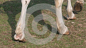 Feet and hooves of a white horse walking on grass