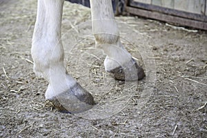 Feet horse hoof