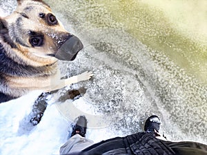 Feet of Hunter or fisherman in big warm boots And paws of dog on snow. Top view. Fisherman on ice of river, lake