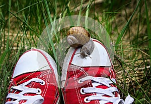 Feet in old ripped red gumshoes with big snail on top.