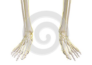 Feet skeleton with nervous system.