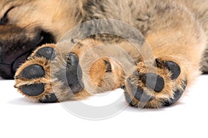 Feet of a sleeping puppy