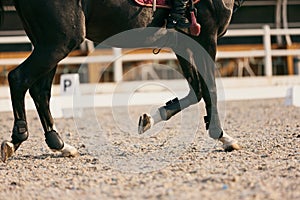 Feet sports horse running at sand riding arena, outdoors. Equestrian sport. Dressage of horses in the arena.