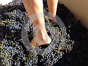 Feet stomping Merlot grapes in Sonoma, California, USA