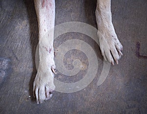 Feet of stray dog