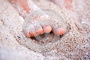 Feet of a young girl in the sand by the ocean closeup