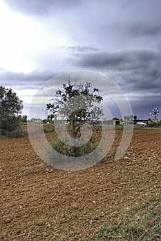 Fig plant at farmland in mallorca photo