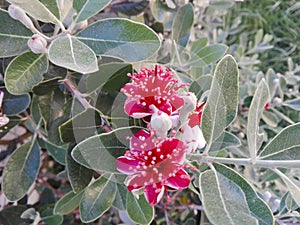 Feijoa Flower photo
