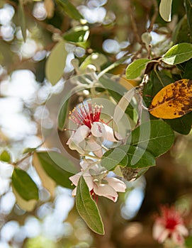 feijoa flowers on a tree branch