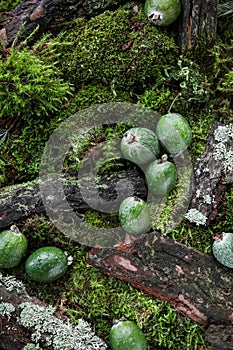 Feijoa fruits with water drops on a carpet of moss and forest branches