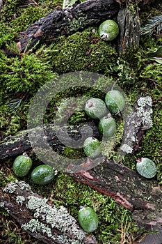 Feijoa fruits with water drops on a carpet of moss and forest branches