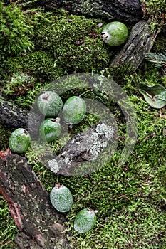 Feijoa fruits with water drops on a carpet of moss and forest branches