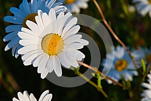 Feild of wild Daisies on a summers  evening ?