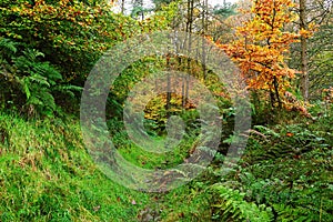 Feint woodland trail in Autumn.