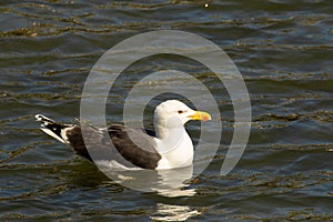 Feisty Herring Gull, Larus argentatus, largest of UK gulls photo