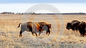 Feisty young American Bison calves butting heads in the tall grass prairie.