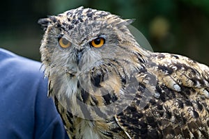 FELBRIDGE, SURREY/UK - AUGUST 23 : Eurasian Eagle-Owl (Bubo bubo