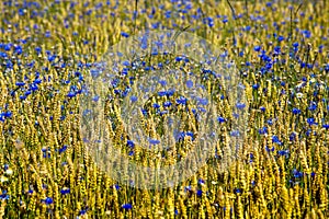 Feld of cornflowers