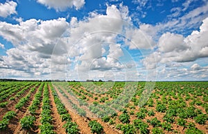 Feld of potatos and cloudy blue sky.