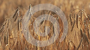 Feld of ripening wheat against the blue sky. Spikelets of wheat with grain shakes wind. grain harvest ripens in summer