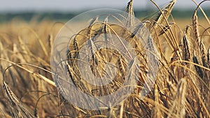 Feld of ripening wheat against the blue sky. Spikelets of wheat with grain shakes wind. grain harvest ripens in summer