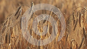 Feld of ripening wheat against the blue sky. Spikelets of wheat with grain shakes wind. grain harvest ripens in summer