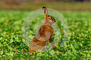 Field hare in the field