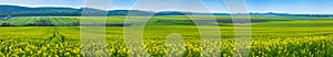 Felds of blooming canola