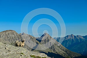 Feldseekopf - Single alpine sheep with panoramic view of majestic mountain peaks of High Tauern mountain range