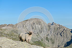 Feldseekopf - Single alpine sheep with panoramic view of majestic mountain peaks of High Tauern mountain range