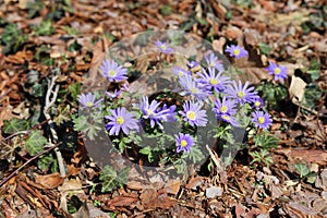 Felicia amelloides, blue daisy bush or blue felicia.