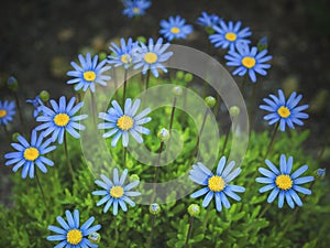 Felicia amelloides, the blue daisy bush,blue felicia isolated on white background