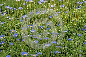 Felicia amelloides, the blue daisy bush or blue felicia. Soft, perennial, evergreen, herbaceous plant. Field of blue flowers for