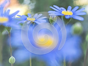 Felicia amelloides, the blue daisy bush,blue felicia isolated on white background photo