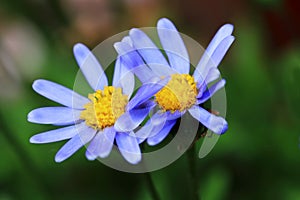 Felicia amelloides or the blue daisy photo