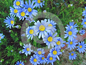 Felicia amelloides Blue & yellow