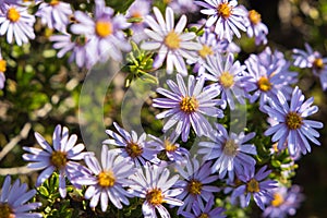 Felicia amelloides flowers close up of plant photo