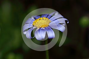Felicia blue daisy flower