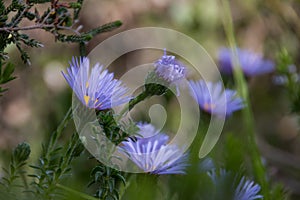 Felicia echinata wild flowers fynbos South Africa