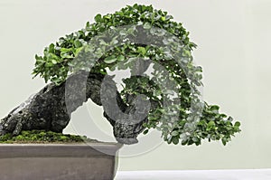 Felicitous Bonsai