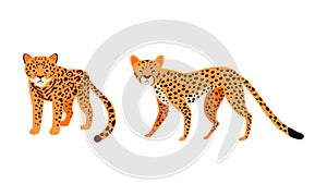 Felid or Wild Cat as Carnivore Animal with Jaguar and Leopard Vector Set