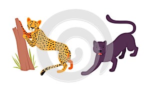 Felid or Wild Cat as Carnivore Animal with Leopard and Black Panther Vector Set