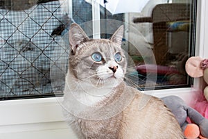 A Felidae with blue eyes gaze through a window, whiskers twitching