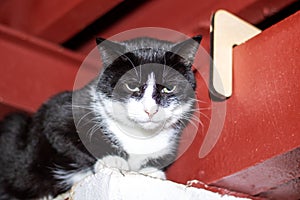 Felidae cat with black and white fur next to clock on ledge photo