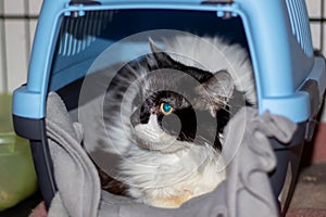 Felidae Cat in carrier in car small to mediumsized mammal with whiskers