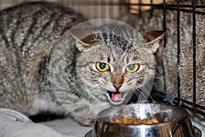 Felidae cat eating from bowl in cage, carnivore with whiskers and fur