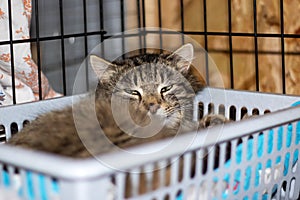 A Felidae cat naps in a basket with closed eyes, a small carnivorous mammal