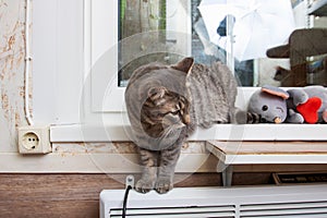 Felidae Cat with whiskers sitting on shelf