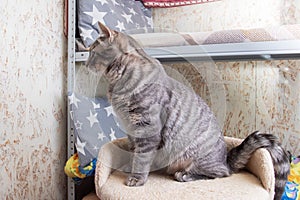 Felidae Cat with whiskers sitting on shelf photo